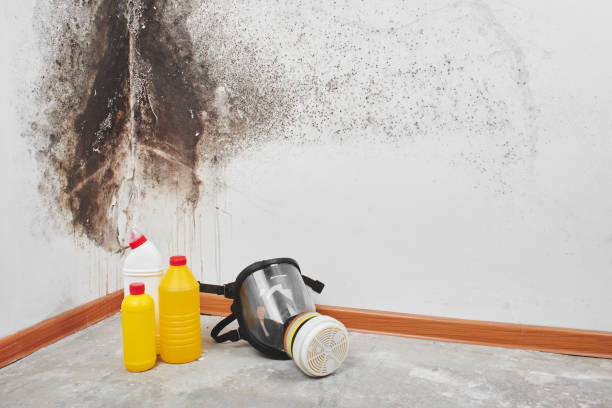 Professional Mold Removal in Watertown, TN