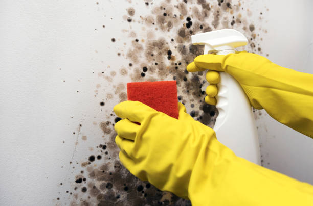 Best Residential Mold Removal  in Watertown, TN