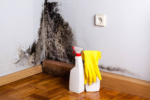 Best Mold Removal Process  in Watertown, TN